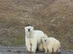 Polar bears may be extinct by 2100, study suggests/