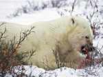 Polar bears may be extinct by 2100, study suggests