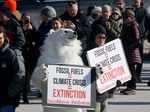 Polar bears may be extinct by 2100, study suggests