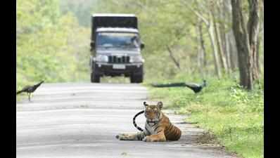 Forest department officials await nod for two more safari zones