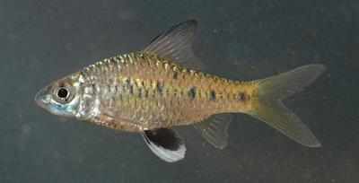 Indian fish taxonomist gets freshwater fish named after him