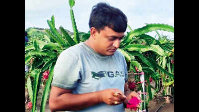 Gujarat: Dragon fruits are juicy delight for farmers