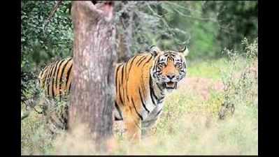 Tiger Day: Majesty of big cats to be displayed online