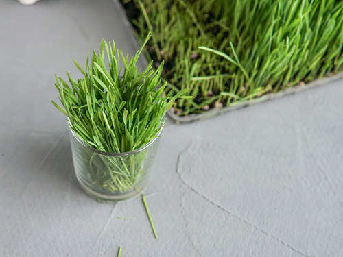 Wheatgrass Benefits And The Best Way To Consume It The Times Of India
