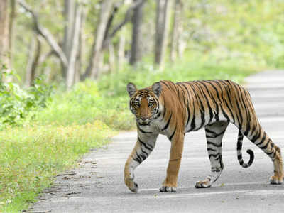 Corbett tops in tiger count, Madhya Pradesh pips Karnataka