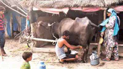 Covid-19: How Uttarakhand’s Van Gujjars back to milking their fortune