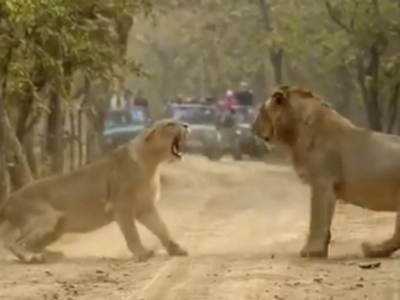 Viral video: Watch this 'Royal Affair' between a lion and a lioness