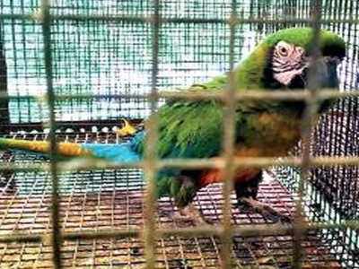 Endangered animals, birds seized in Silchar
