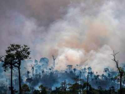 Habitat loss sparks cascade of ecosystem damage: Study