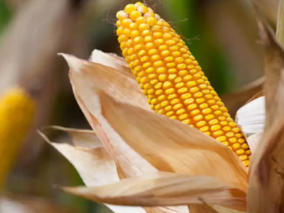 Corn Husk