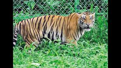 Tigers in Kaziranga, Orang parks can tackle floods better: Report
