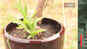 Here are some dos and don'ts for plant care during Monsoon