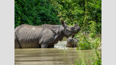 Assam: Month-long floods worry for Kaziranga