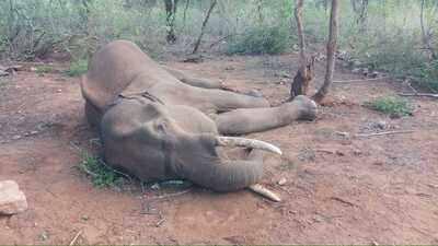 Elephant Death in Coimbatore: Wild tusker dies near Coimbatore after being injured by another elephant | Chennai News - Times of India Elephant Death in Coimbatore: Wild tusker dies near Coimbatore after being injured by another elephant | Chennai News - Times of India