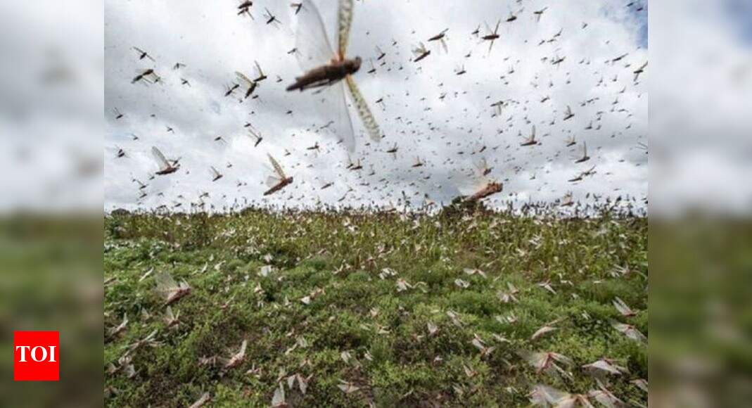 Locust control operations done so far in over 4.56 lakh hectares: Govt ...
