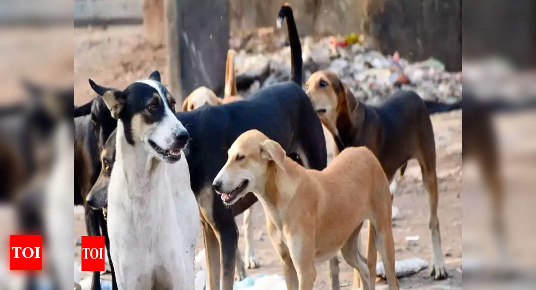 Lockdown unlocks stray dog numbers in Bhopal | Bhopal News - Times of India