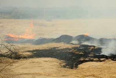 SC asks states about arrangements made to prevent stubble burning