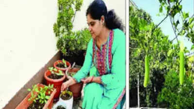 Udaipurites convert terrace into farm, harvest veggies to meet daily needs