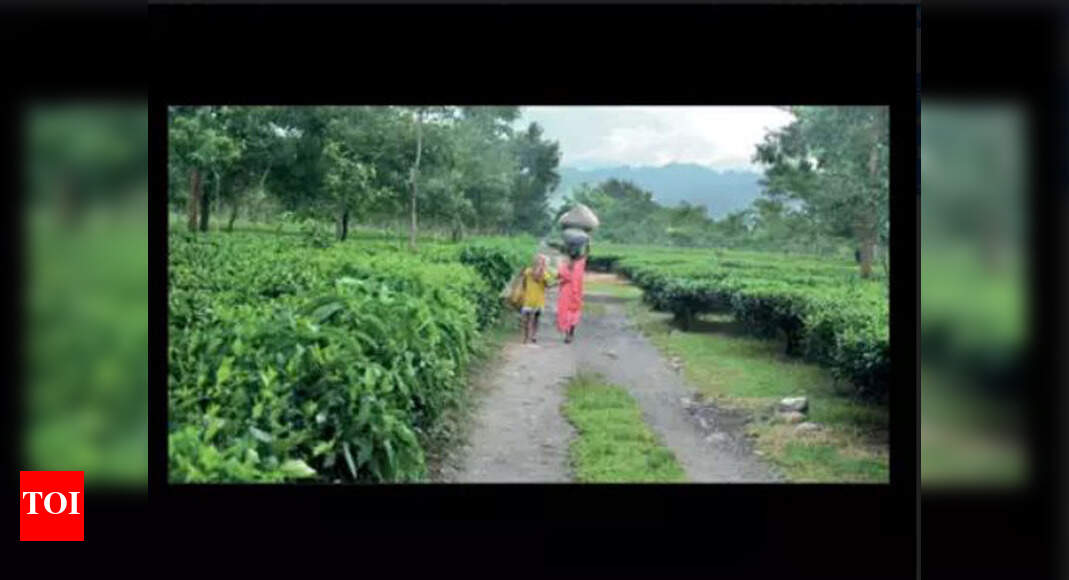 High School In Tea Garden High schools in Assam tea gardens for first