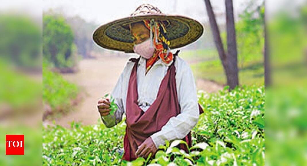 In a first, Assam to set up high schools in tea gardens Guwahati News