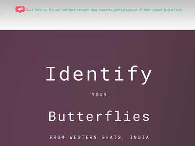 Student's AI platform identifies butterflies from just a photo