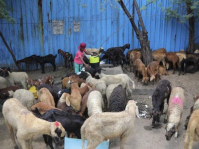Hyderabad: 4,725 metric tonnes of animal waste generated during Bakrid  festival | Hyderabad News - Times of India