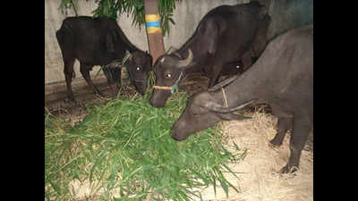Maharashtra: 28 bulls, buffaloes rescued before being illegally slaughtered in Raigad, Mumbai