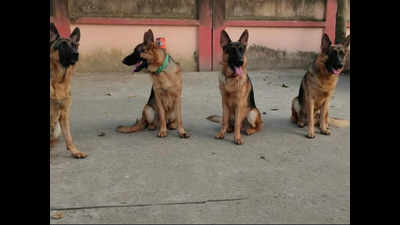 Nine dogs of Odisha police await posting owing to poor training
