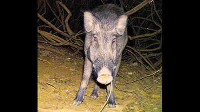 Allow us to kill crop-raiding wild boars: Nilgiris farmers