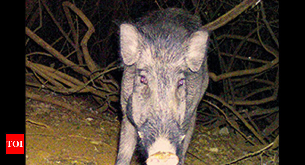 Allow us to kill crop-raiding wild boars: Nilgiris farmers | Coimbatore  News - Times of India