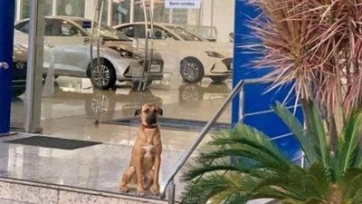 Hyundai goes ‘paw’-fessional, hires street dog as salesperson