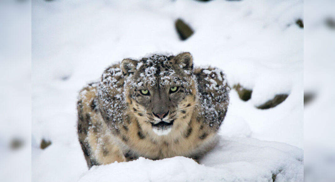 Uttarakhand to develop India’s first snow leopard conservation centre