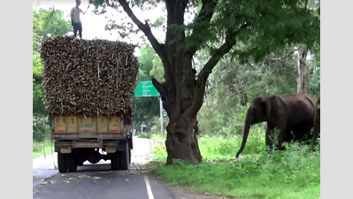 Herd of wild elephants in TN forest gets truckful of joy