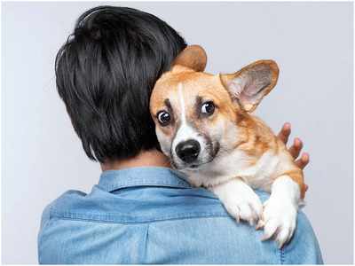 7 Sure-Fire Ways to Calm Your Corgi's Anxiety