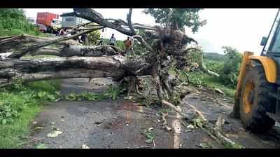 Trees uprooted, electricity poles tumble in Kodagu
