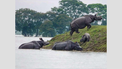 Kaziranga National Park plans more highlands without hampering flow of water