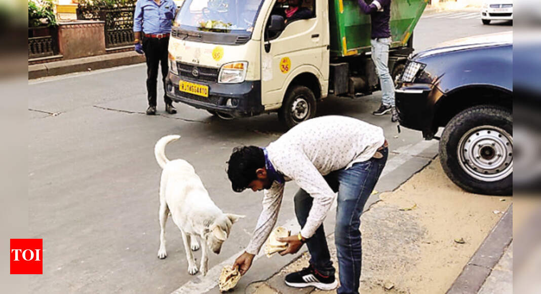 Jaipur No dog sterilisation in city since February over unpaid dues