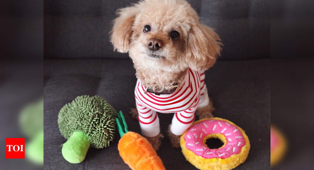Keep these safety tips in mind before you buy a new dog toy for your furry friend