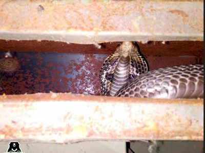 UP: Cobra found in almirah in Agra house | Agra News - Times of India