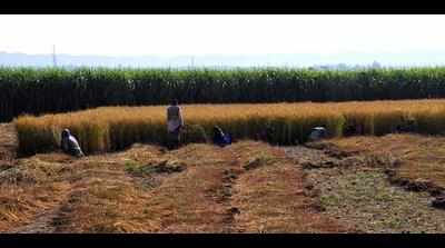 Multi-crore rice scam in Uttarakhand: Audit finds gross anomalies in procurement
