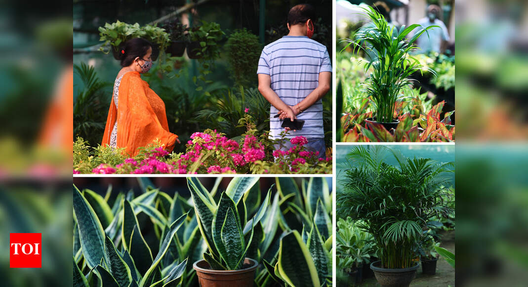 As People Pick Up Gardening Amid The Pandemic Of Plants Supplies Rises Times India - Garden Veggie Plants Delivered As People Pick Up Gardening Amid The Pandemic Of Plants Supplies Rises Times India - Garden Veggie Plants Delivered