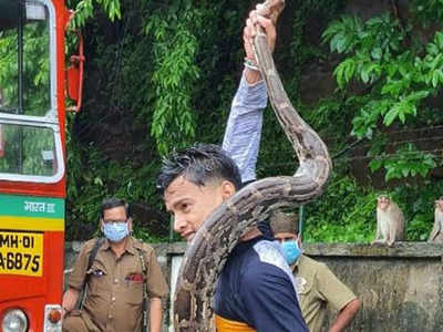 Maharashtra: Youths booked for taking selfies with Indian rock python in Mumbai