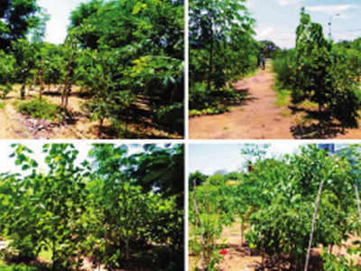 Eight acres of urban forest to come up in Chennai’s central region within one year