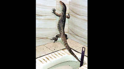 Photos: Three-feet lizard found in Kandivli toilet