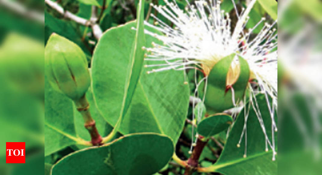 maharashtra-first-state-to-get-its-official-mangrove-tree-mumbai-news