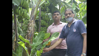 Farmers of western UP go bananas as crop catches fancy of the sugarcane growers