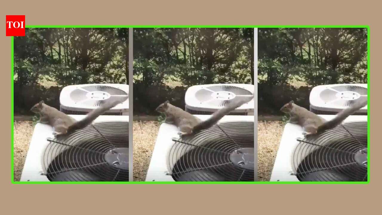 Watch how an adorable squirrel beats the summer heat