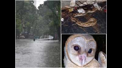 #MumbaiRains: Deer, snakes, barn owl rescued in Wednesday’s downpour