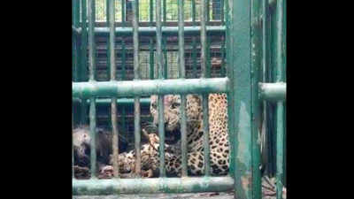 21 leopard attacks in Gujarat's Dahod in a month
