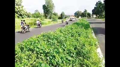 Madhya Pradesh: On Betul four-lane highway divider, lush crop of soybean